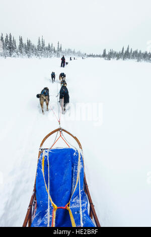 Lo sleddog in Vindelfjällen, Svezia Foto Stock