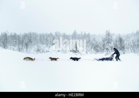 Lo sleddog in Vindelfjällen, Svezia Foto Stock