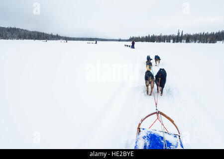 Attraversamento di un lago ghiacciato, lo sleddog in Vindelfjällen, Svezia Foto Stock