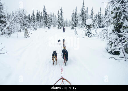 Lo sleddog in Vindelfjällen, Svezia Foto Stock