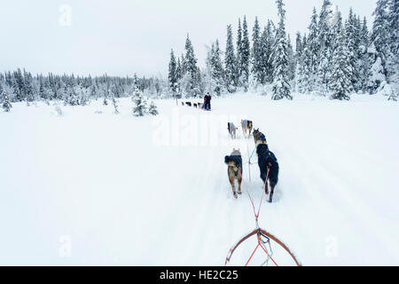 Lo sleddog in Vindelfjällen, Svezia Foto Stock