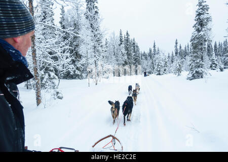 Lo sleddog in Vindelfjällen, Svezia Foto Stock