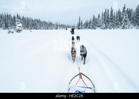 Lo sleddog in Vindelfjällen, Svezia Foto Stock