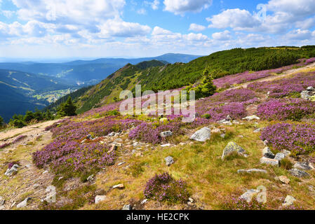 Viola heath che fiorisce in alta montagna Foto Stock