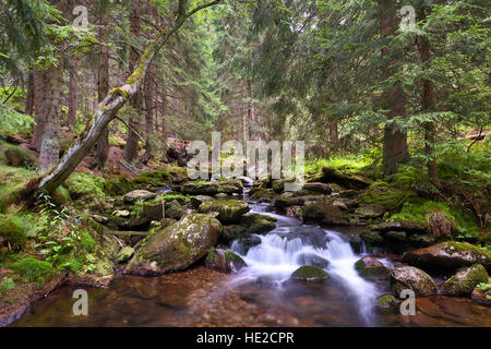 Mountain Creek in Krkonose parco nazionale di foresta, Repubblica Ceca Foto Stock