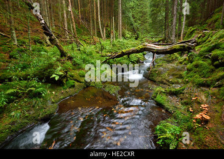 La montagna bella insenatura con acqua pura in una profonda foresta verde valle Foto Stock