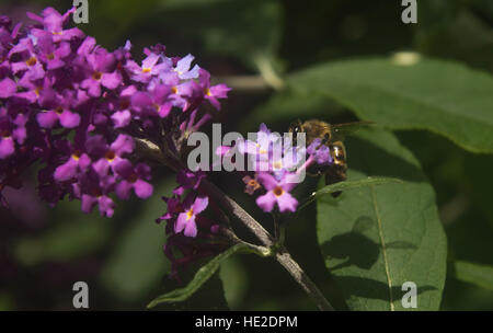 Bee raccogliendo il polline Foto Stock