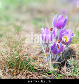 "Pasque selvaggio fiore con coccinella in primavera soleggiata Foto Stock