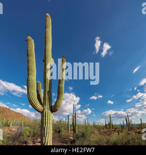 Cactus Saguaro paesaggio Foto Stock