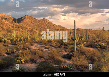 Parco nazionale del Saguaro, Tucson, Arizona Foto Stock