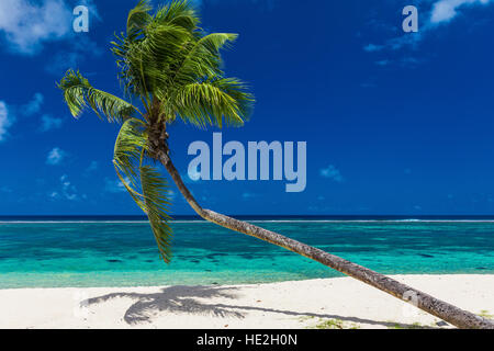 Solo Palm tree in un bel verde vivace laguna con sabbia bianca Foto Stock