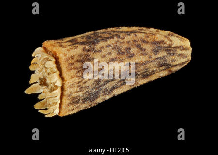 Cichorium intybus, cicoria Wegwarte, sementi, vicino, la dimensione della granella 2-3 mm Foto Stock