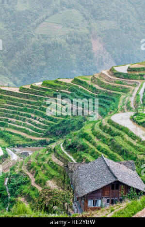 Longsheng Longji spina dorsale del drago terrazze di riso risoni campi sulla collina Longsheng, Guilin, Guangxi, Cina. Foto Stock