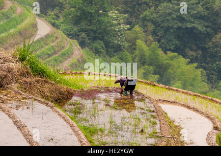 Agricoltore Longsheng Longji spina dorsale del drago terrazze di riso risoni campi sulla collina Longsheng, Guilin, Guangxi, Cina. Foto Stock