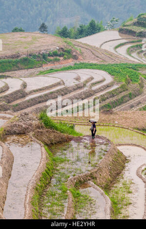 Agricoltore Longsheng Longji spina dorsale del drago terrazze di riso risoni campi sulla collina Longsheng, Guilin, Guangxi, Cina. Foto Stock