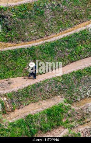 Agricoltore Longsheng Longji spina dorsale del drago terrazze di riso risoni campi sulla collina Longsheng, Guilin, Guangxi, Cina. Foto Stock