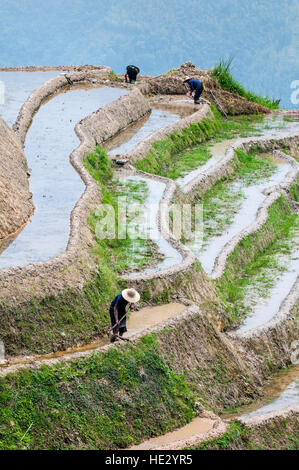 Gli agricoltori di Longsheng Longji spina dorsale del drago terrazze di riso risoni campi sulla collina Longsheng, Guilin, Guangxi, Cina. Foto Stock