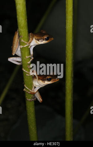 Dark-eared raganella, Polypedates macrotis, due di notte Foto Stock