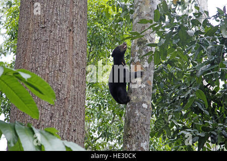 Sun Bear, Helarctos malayanus (prigioniero) fotografati a Bornean Sun Bear Conservation Centre Sandakan Foto Stock