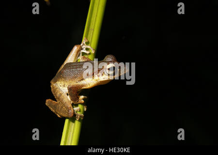 File-eared raganella, Polypedates otilophus, sul gambo reed di notte Foto Stock