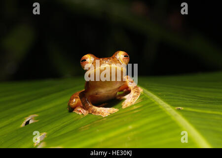 Arlecchino raganella, Rhacophorus pardalis, su foglie di notte Foto Stock