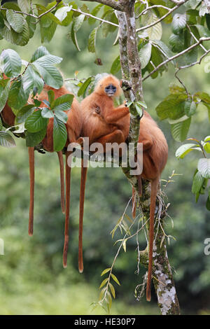 Red Leaf Monkey, Presbytis rubicunda, parte delle femmine con giovani Foto Stock