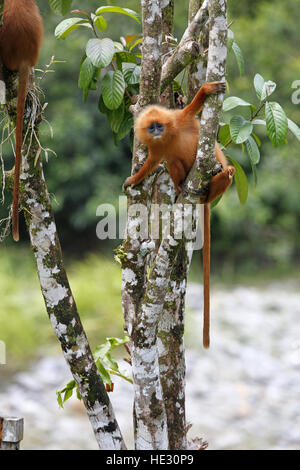 Red Leaf Monkey, Presbytis rubicunda Foto Stock