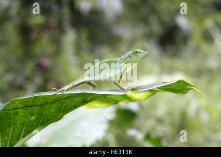 Verde lucertola crestato, Bronchocela cristatella Foto Stock