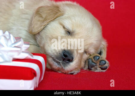 Sleeping golden retriever cucciolo con la rossa e bianca a strisce regalo di Natale Foto Stock