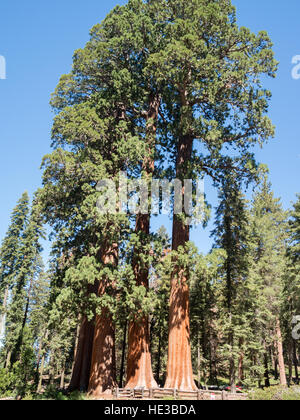 Tre giganteschi alberi di sequoia Foto Stock