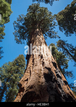 La ricerca di un gigantesco albero di sequoia Foto Stock