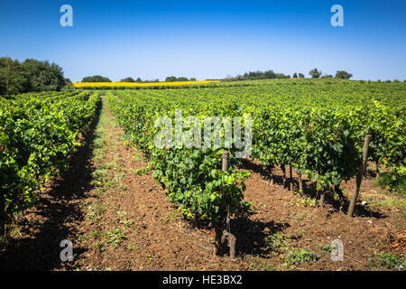 I vigneti lungo la famosa strada del vino in Alsazia, Francia Foto Stock