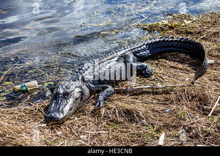 Florida,Sud,Everglades,Alligator Alley,Alligator americano missippiensis,riposo,abbronzatura,bottiglia di plastica,galleggiante,spazzatura,lettiera,inquinamento, Foto Stock