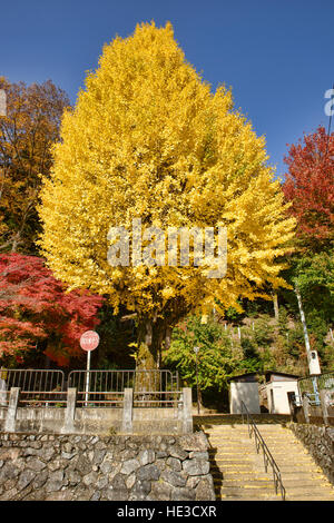 Il Ginkgo Albero in autunno il colore al Santuario Shizuhara, Kyoto, Giappone Foto Stock