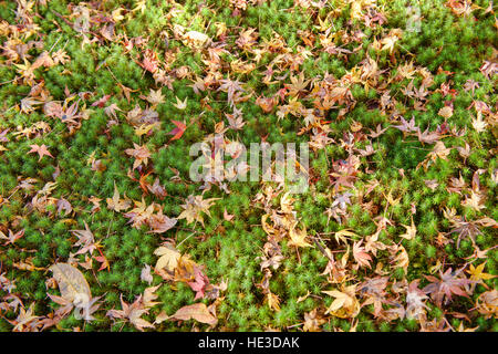Foglie di autunno a Sanzen-nel tempio, O'hara, prefettura di Kyoto, Giappone Foto Stock