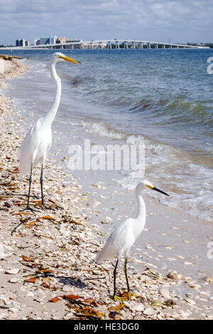 Florida Sanibel Island, Causeway, San Carlos Bay, egret di neve Egretta thula heron, grande egret Ardea alba comune grande airone bianco grande, FL161129305 Foto Stock