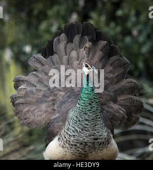 Pavone femmina (Pavo cristatus) visualizzazione Foto Stock