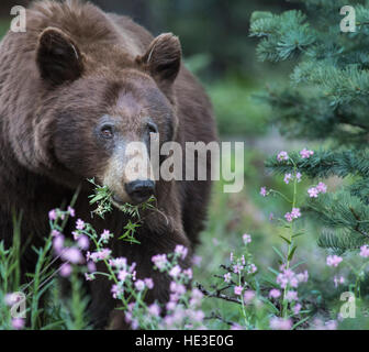 American Black Bear (Ursus americanus) mangiare fiori Foto Stock