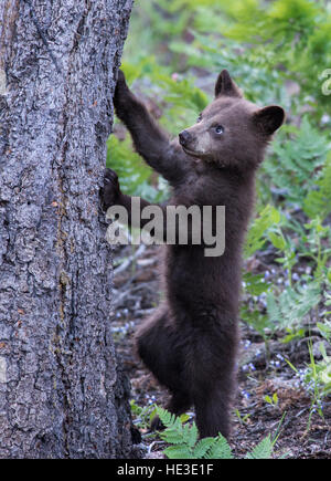 American Black Bear (Ursus americana) cub di iniziare a salire un albero Foto Stock
