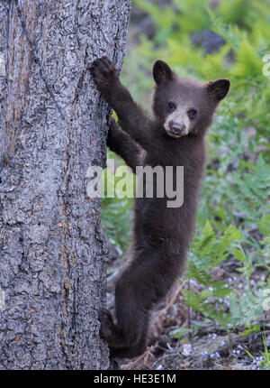 American Black Bear (Ursus americanus) Cub sale su un albero Foto Stock