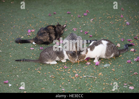 Il gatto domestico gatti Kitty gattino nero bianco marrone Whiskers carino Pet Straycat Housepet piccioli macchie zampe Poptime Pawprint Foto Stock