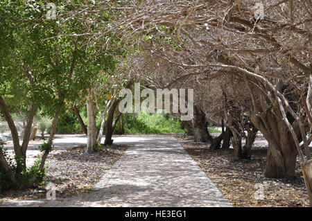 Mubazzarah Dam e del Parco di Al Ain Emirati Arabi Uniti in attesa capannone Roofdeck alberi rocce calcaree Tunnel caduta ad albero la molla Foto Stock