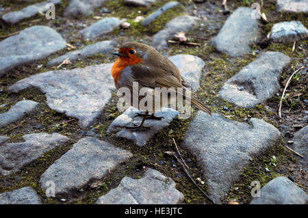 CARDIFF, Regno Unito. Il 4 dicembre 2016. Un robin su un sentiero acciottolato, in cerca di cibo. © Jessica Gwynne Foto Stock