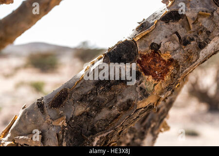 Incenso piante struttura Plantage agricoltura crescono in un deserto vicino a Salalah, Oman 3 Foto Stock