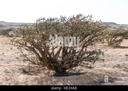 Incenso piante struttura Plantage agricoltura crescono in un deserto vicino a Salalah, Oman 4 Foto Stock