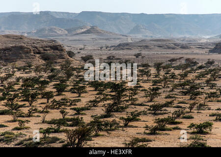 Incenso piante struttura Plantage agricoltura crescono in un deserto vicino a Salalah, Oman 7 Foto Stock