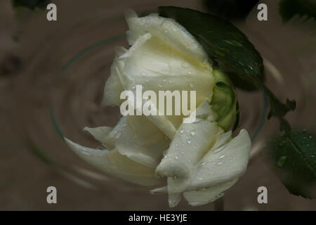 Rosa bianca con gocce di rugiada su uno sfondo di spirale astratto Foto Stock