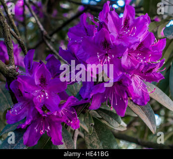 Una macro shot di Deep Purple fiori di rododendro. Foto Stock
