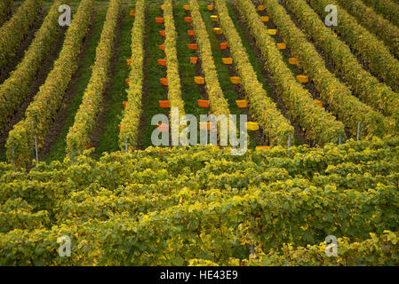 Vendemmia presso il Lavaux UNESCO World Heritage Site vigneto, Vevey, Svizzera. Foto Stock