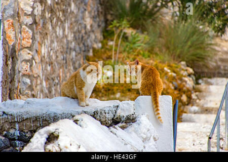 Due grandi zenzero gatti selvatici seduto su una bianca parete dipinta Foto Stock